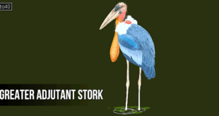 हरगिला पक्षी: प्रकृति का सफाईकर्मी - Greater Adjutant Stork: Nature's Scavenger