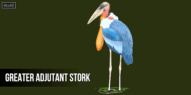 हरगिला पक्षी: प्रकृति का सफाईकर्मी - Greater Adjutant Stork: Nature's Scavenger