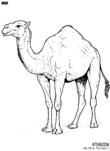 Single-humped Indian camel is known as dromedary or Arabian camel