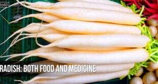 मूली: आहार भी औषधि भी - Radish: Both Food and Medicine