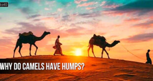 ऊंटों के कूबड़ क्यों होता है? Why do camels have humps?