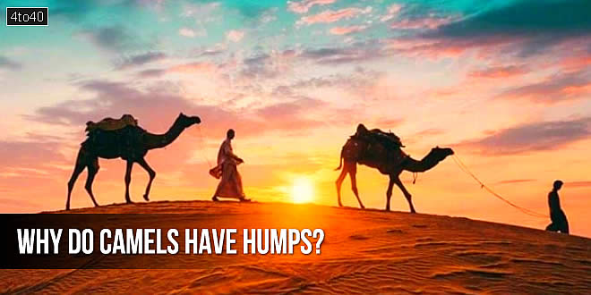 ऊंटों के कूबड़ क्यों होता है? Why do camels have humps?