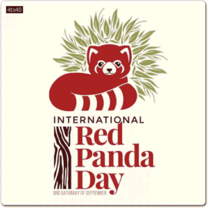 International Red Panda day Greeting Card