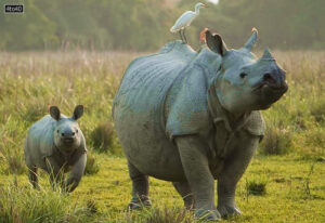 World Rhino Day: PM Modi announces initiation of 'Project Rhino', lauds conservation success across range states
