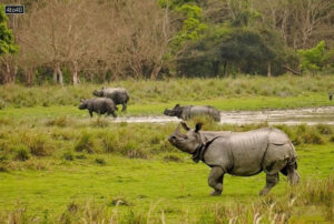 World Rhino Day is a special day provides the opportunity for cause-related organizations, NGOs, zoos, and members of the public to celebrate rhinos in their own unique ways.
