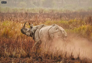 World Rhino Day is celebrated globally on September 22 every year to raise awareness for the five remaining rhinoceros species and promote conservation action