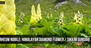हिमालयी हीरा (Himalayan Diamond Flower): 7 से 15 साल में सिर्फ एक बार खिलता है फूल