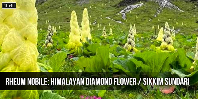 हिमालयी हीरा (Himalayan Diamond Flower): 7 से 15 साल में सिर्फ एक बार खिलता है फूल